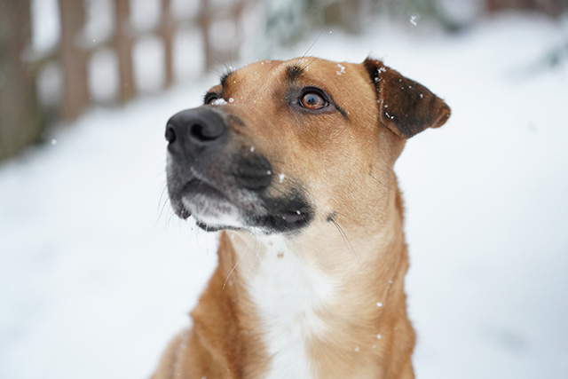 Tamron 28-75mm F2.8 Di III VXD Review -- Gallery Image