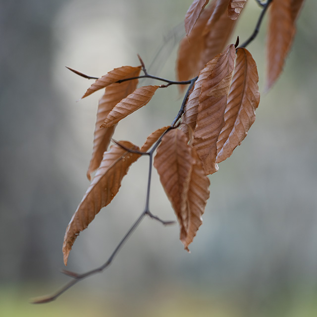 Tamron 35-150mm F2-2.8 Di III VXD Review -- Gallery Image