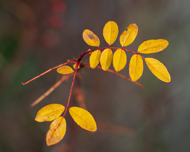 Tamron 35-150mm F2-2.8 Di III VXD Review -- Gallery Image