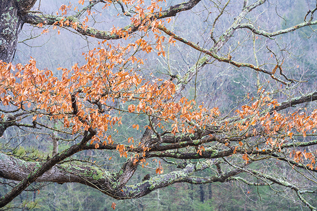 Tamron 35-150mm F2-2.8 Di III VXD Review -- Gallery Image