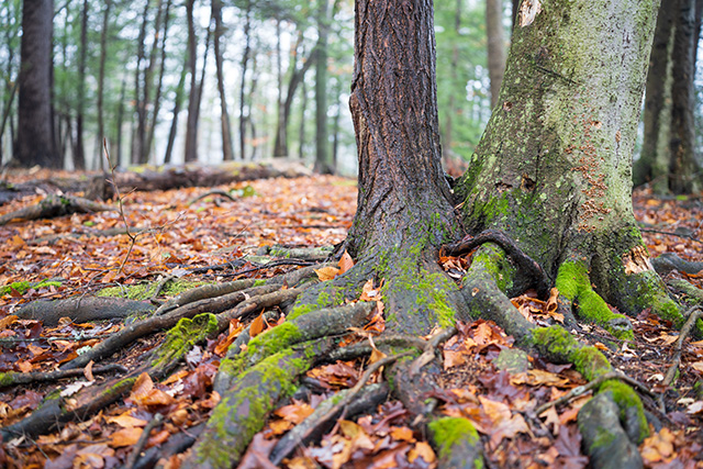 Tamron 35-150mm F2-2.8 Di III VXD Review -- Gallery Image