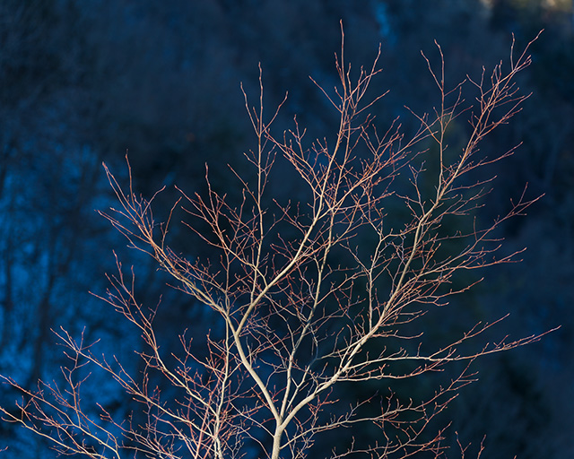 Tamron 35-150mm F2-2.8 Di III VXD Review -- Gallery Image